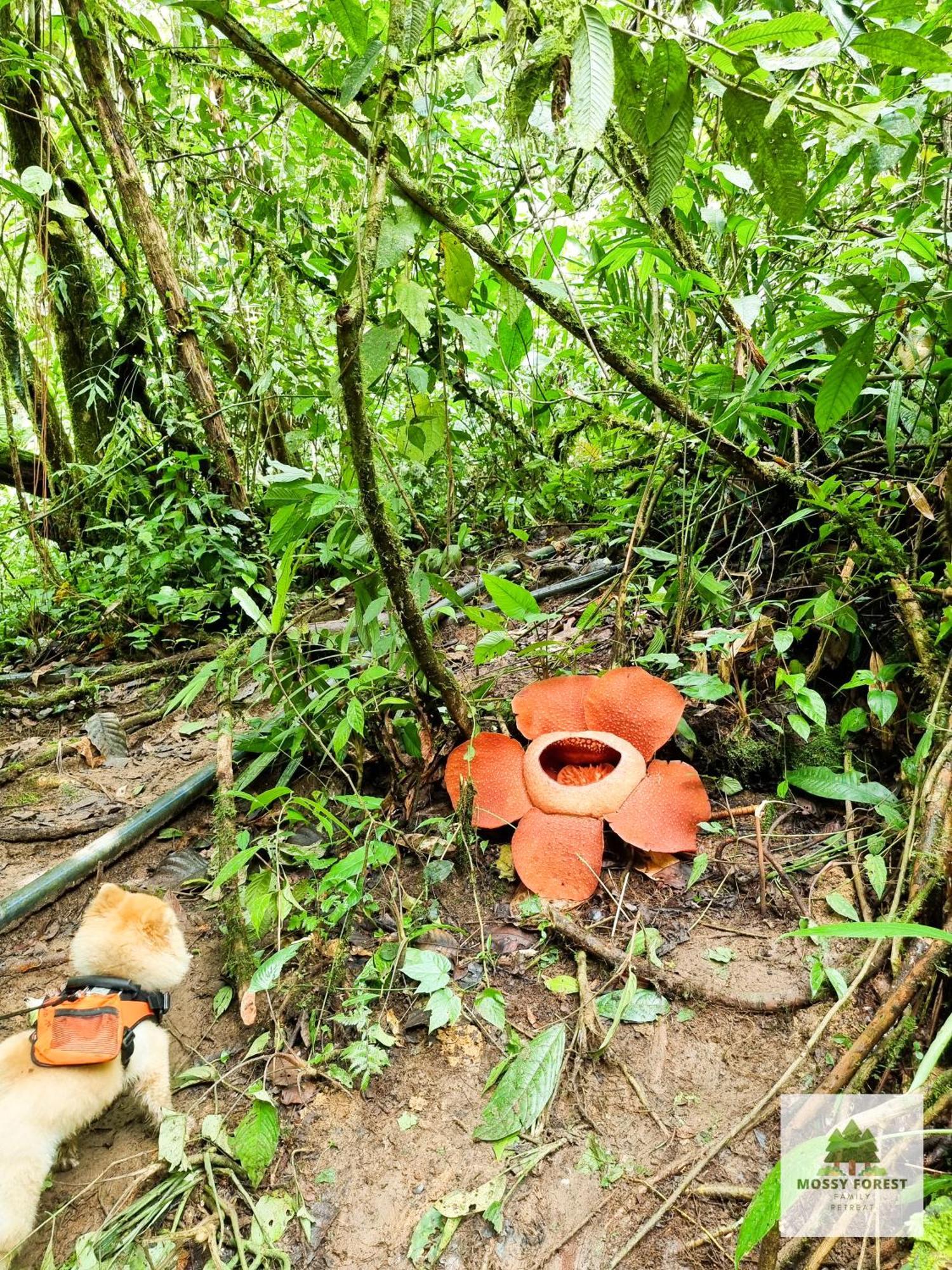 Mossy Forest Family Retreat Ii, 2-8 Pax, Cameron Highlands Eksteriør bilde