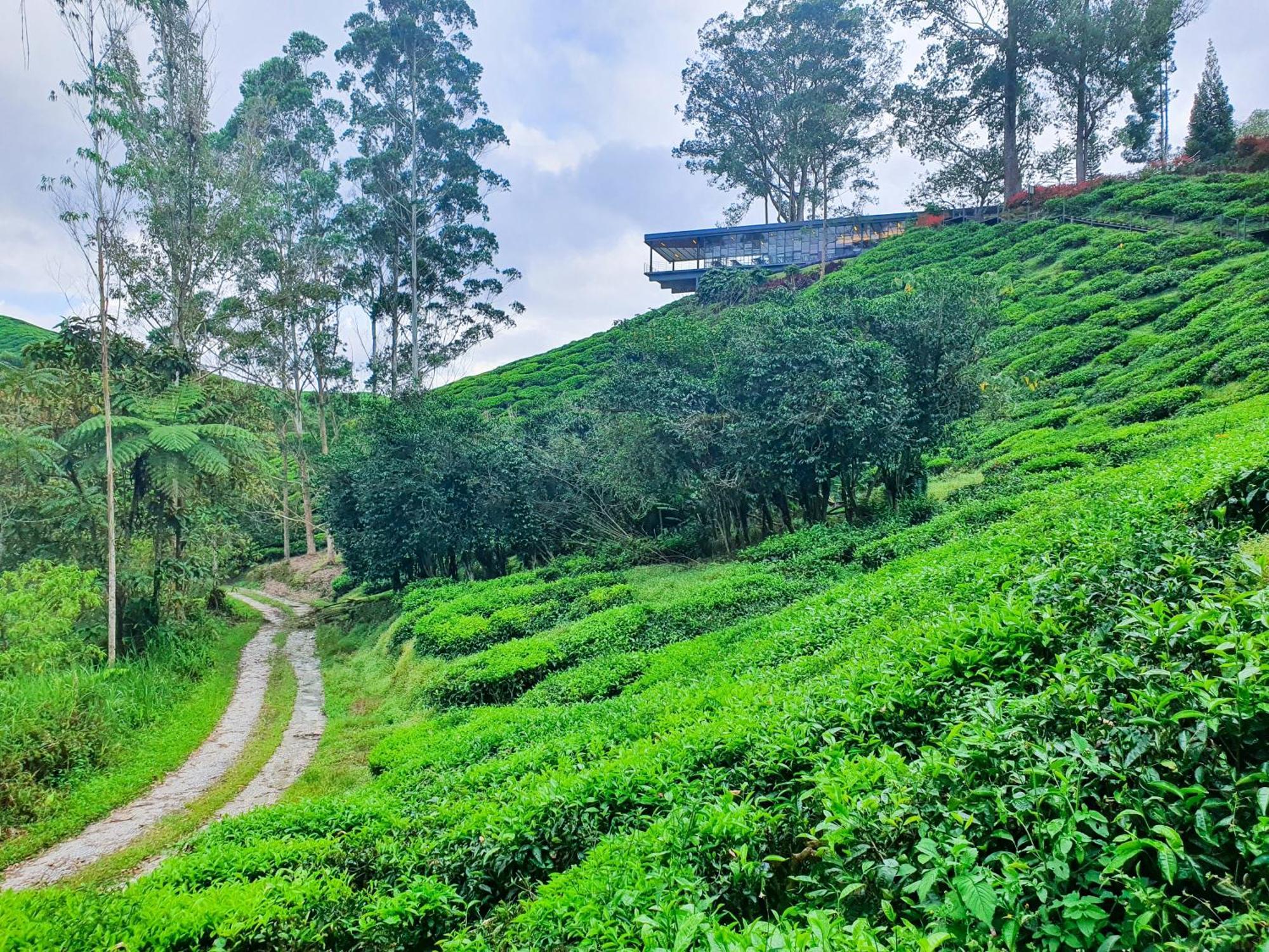 Mossy Forest Family Retreat Ii, 2-8 Pax, Cameron Highlands Eksteriør bilde